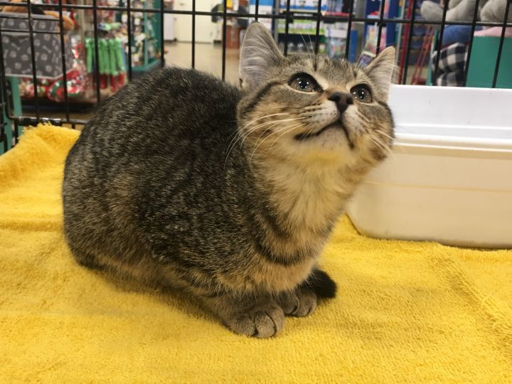 Pebbles